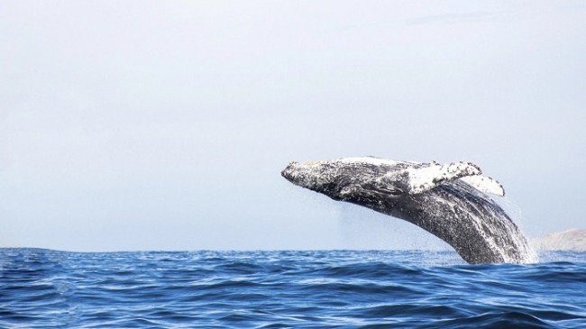 Kritik Liste: İşte Balinaların Sattığı ve HODL Ettiği Altcoin Projeleri!