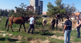 Başıboş atlar yakalandı