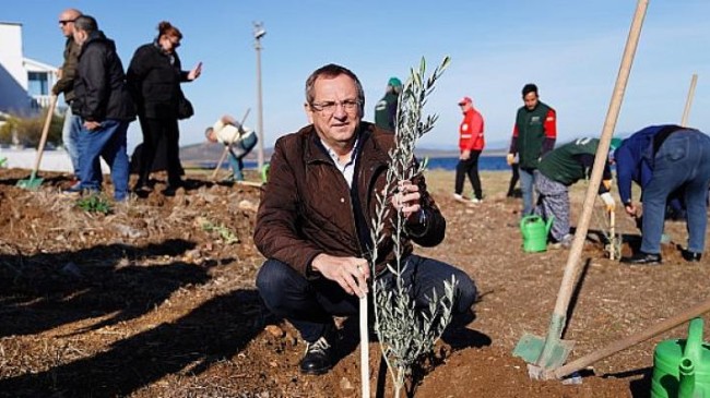 Ayvalık Belediye Başkanı Mesut Ergin: Düzya Zeytin Ağacı Günü Kutlu Olsun