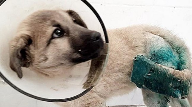 HRÜ Hayvan Hastanesi’nden Köpeklerin Uzun Kemik Kırıklarına Yeni Yaklaşım